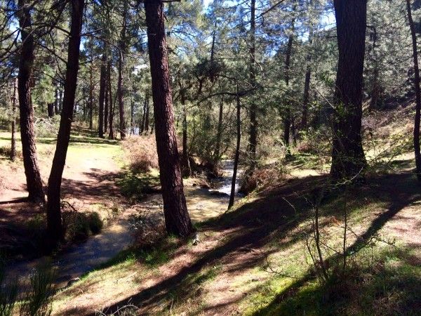 Entre pinares Entre pinares