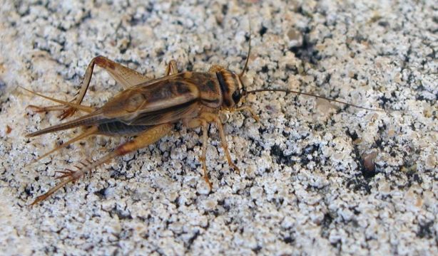 Nuevos hallazgos muestran que las alas de los insectos pueden haber evolucionado de las branquias (EuropaPress)