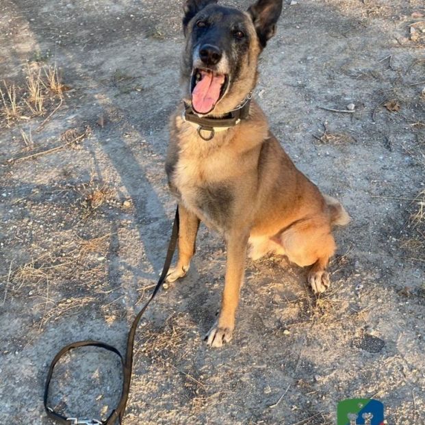 EuropaPress 5483350 aron busca hogar jubilarse perro policia local loja granada