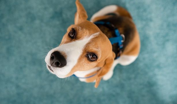 Descubren por qué las personas vemos colores que los perros no logran ver