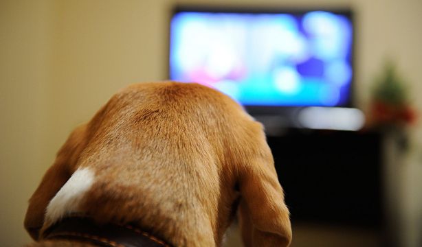 ¿Qué programas de televisión prefieren ver los perros?