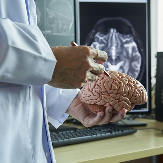 Investigadores identifican un vínculo entre el hierro y la función cognitiva del cerebro. Investigadores identifican un vínculo entre el hierro y la función cognitiva del cerebro.