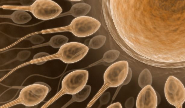 El peculiar origen de los términos 'espermatozoide', 'escalofrío' o 'esqueleto'