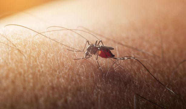 Las altas temperaturas hacen envejecer antes a los mosquitos.