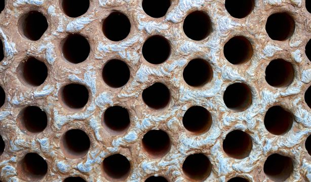 ¿Te incomodan estas fotografías? Puede que sufras tripofobia (Bigstock)