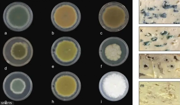 El queso azul podría empezar a producirse concolores y sabores diferentes . Europapress