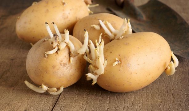 Por qué no deberías comer las patatas a las que le han salido brotes (BigStock)