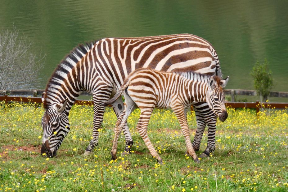 Parque Natural de Cabárceno (Cantabria) Parque Natural de Cabárceno (Cantabria)