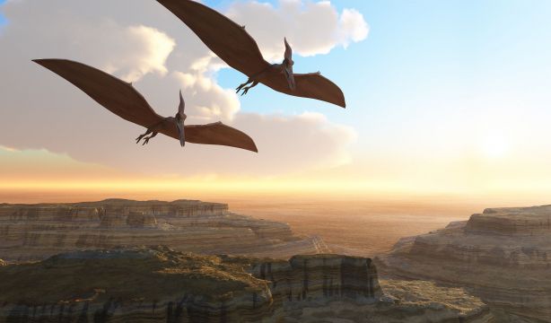 Una sencilla regla podría explicar qué dinosaurios volaban y cuáles no