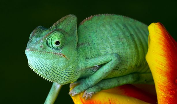 Los camaleones inspiran una nueva impresión 3D multicolor
