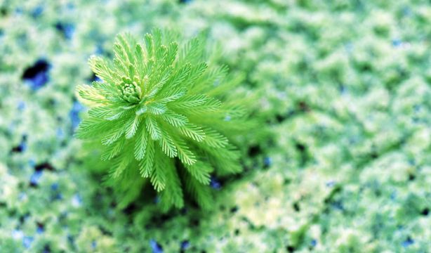 Esta planta acuática podría salvar a la Humanidad en caso de catástrofe (Bigstock)