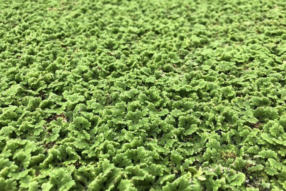 Descubren una planta acuática que podría salvar a la Humanidad en caso de catástrofe (Europa Press) Descubren una planta acuática que podría salvar a la Humanidad en caso de catástrofe (Europa Press)