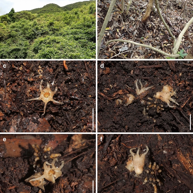 Descubren una nueva planta en Japón por primera vez en cien años Descubren una nueva planta en Japón por primera vez en cien años