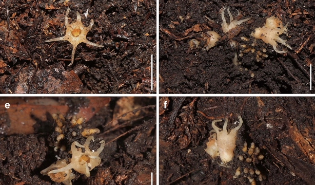 Descubren una nueva planta en Japón por primera vez en cien años