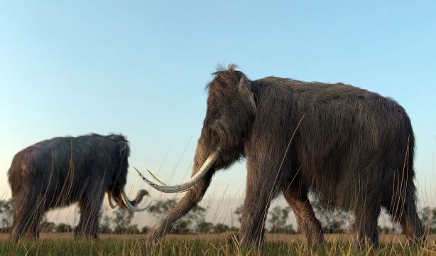 Un avance con células madre acerca la 'resurrección' del mamut lanudo (BigStock)