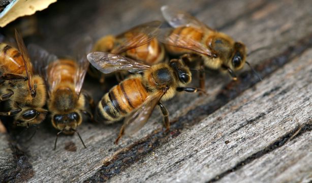 Descubren que las abejas usan las antenas para descifrar los 'bailes' de sus compañeras (Bigstock)
