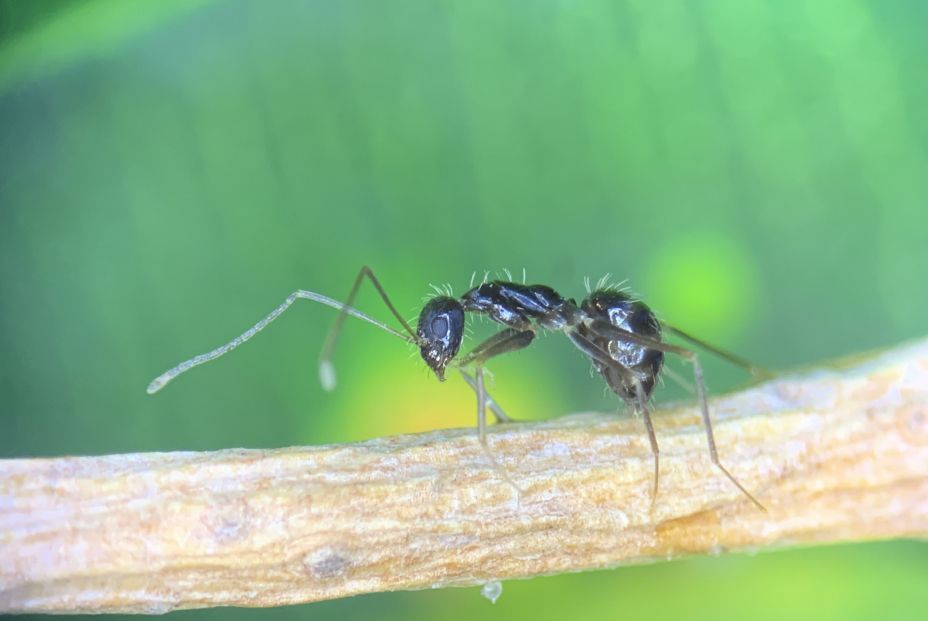 EuropaPress 4103828 ejemplar hormiga loca