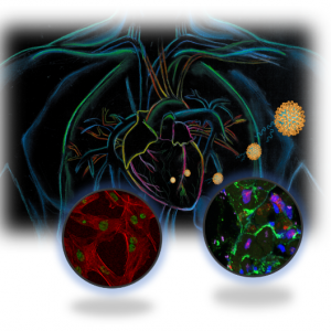 La proteína Orai1 abre nuevas oportunidades en la lucha contra el ataque al corazón (IBiS) La proteína Orai1 abre nuevas oportunidades en la lucha contra el ataque al corazón (IBiS)