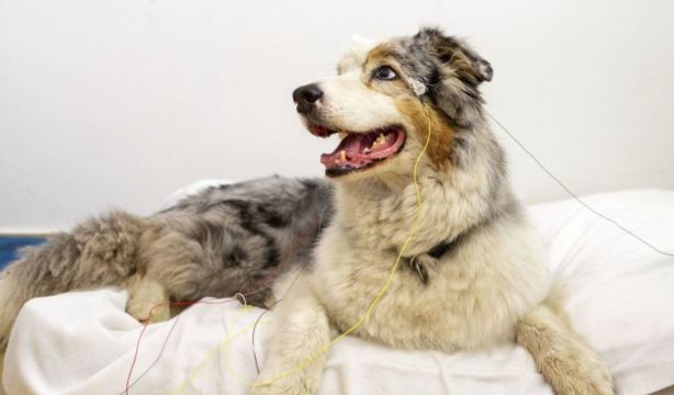 Los perros entienden más de lo que parece: identifican algunas palabras con objetos (Europa Press)