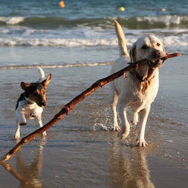 Los perros identifican algunas palabras con objetos (Big Stock)