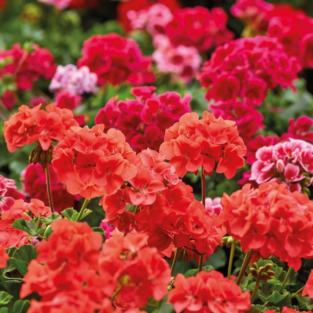 Cómo podar tu geranio para alcanzar su máximo potencial. Nota de prensa, 65ymas. Cómo podar tu geranio para alcanzar su máximo potencial. Nota de prensa, 65ymas.