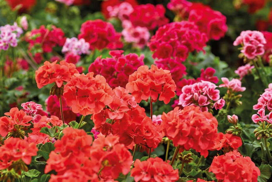  Cómo podar tu geranio para alcanzar su máximo potencial. Nota de prensa, 65ymas.