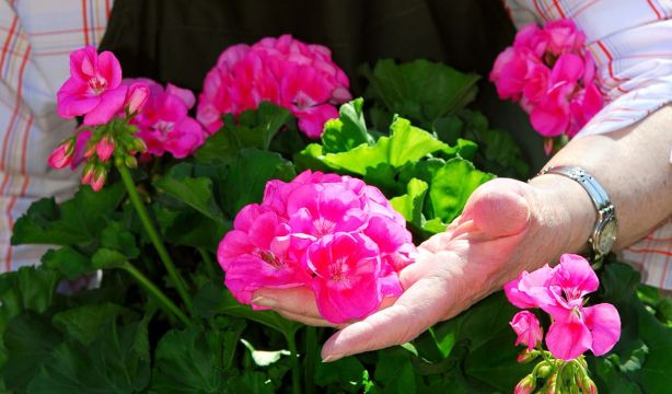 Cómo podar los geranios para alcanzar su máximo potencial