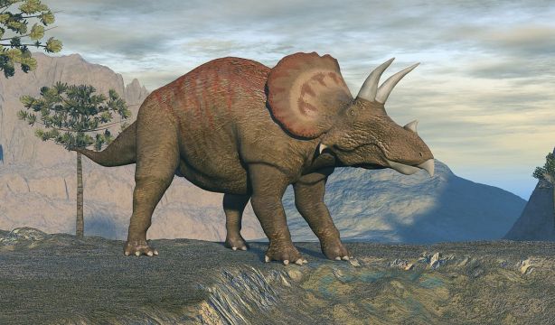 Spielberg tenía razón: los triceratops vivían en manadas