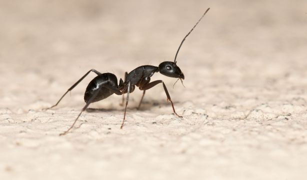 Identifican dos nuevas especies de hormigas en el sur de España