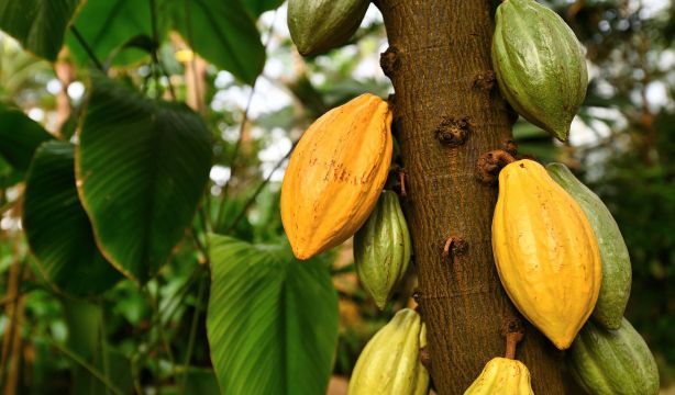 Utilizan patrones matemáticos para salvar la producción mundial de chocolate (Big Stock)