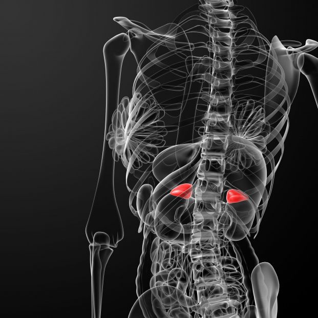 Glándulas suprarrenales