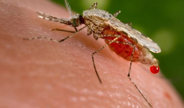 Mosquitos transmisores de la malaria: estas son las zonas de España con mayor riesgo