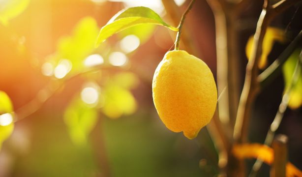 ¿Se te han marchitado las plantas? Con este truco del limón conseguirás revivirlas (Bigstock)