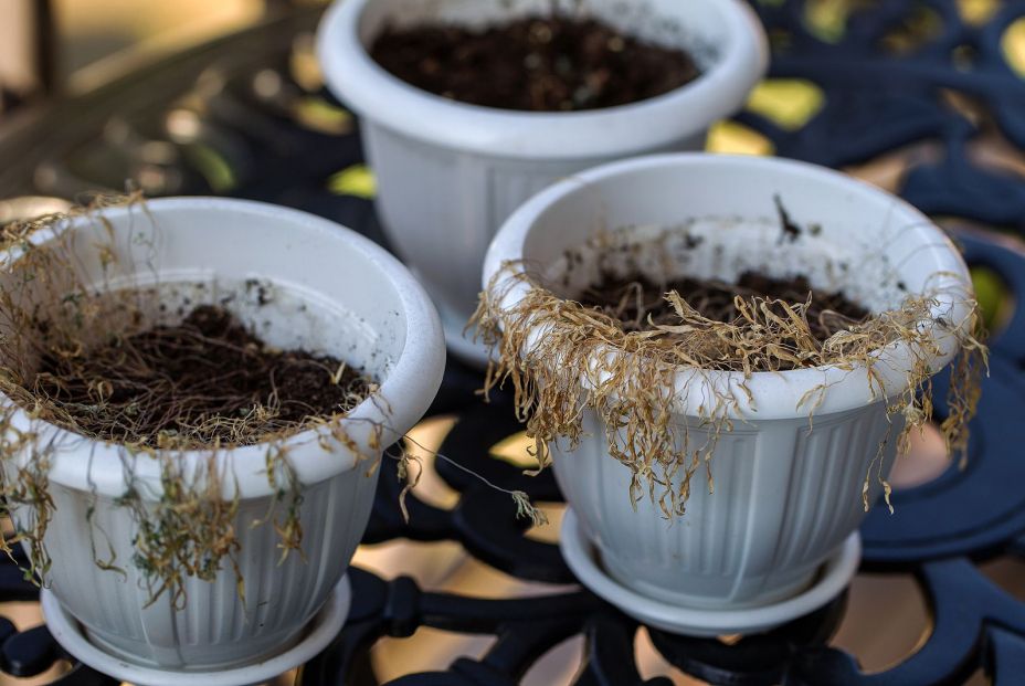 ¿Se te han marchitado las plantas? Con este truco del limón conseguirás revivirlas (Bigstock)