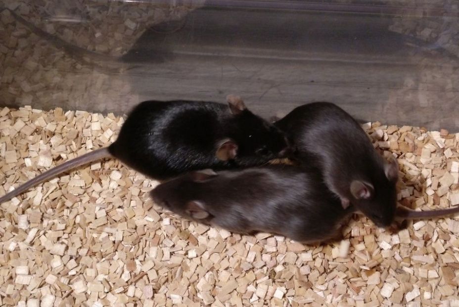 La sangre: Una nueva potencial herramienta para combatir el envejecimiento (Europa Press)