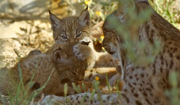 El lince ibérico supera los 2.000 ejemplares en la Península y se aleja del peligro de extinción (Europa Press)