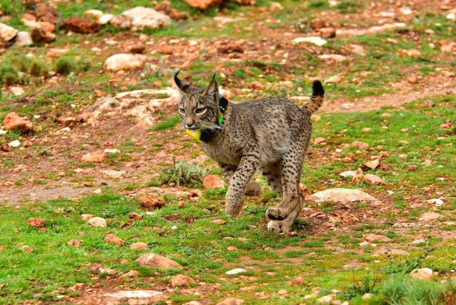 El lince ibérico supera los 2.000 ejemplares en la Península y se aleja del peligro de extinción (Europa Press) El lince ibérico supera los 2.000 ejemplares en la Península y se aleja del peligro de extinción (Europa Press)