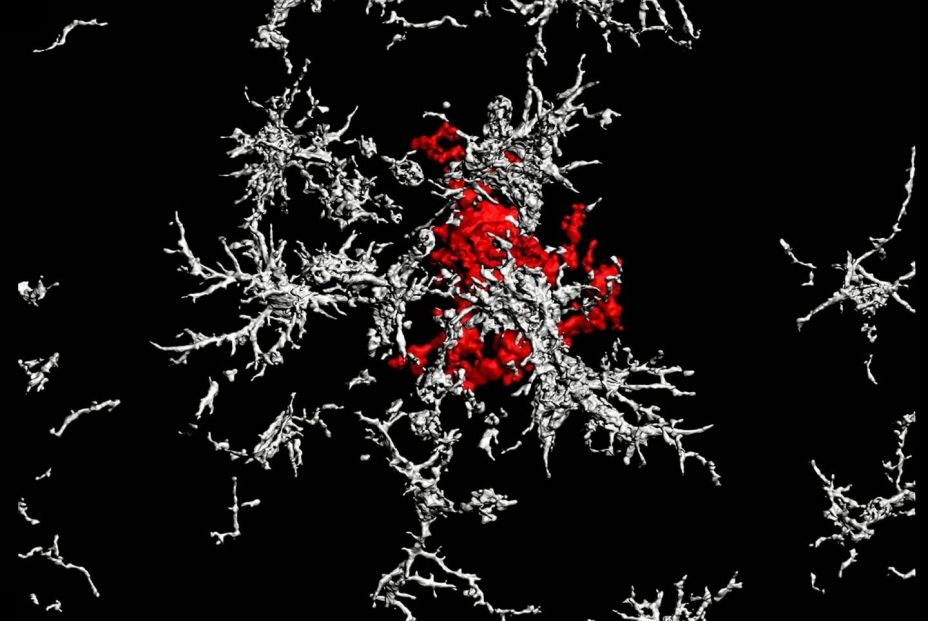 El ejercicio físico ayuda a decelerar deterioro cognitivo (Big Stock) El ejercicio físico ayuda a decelerar deterioro cognitivo (Big Stock)