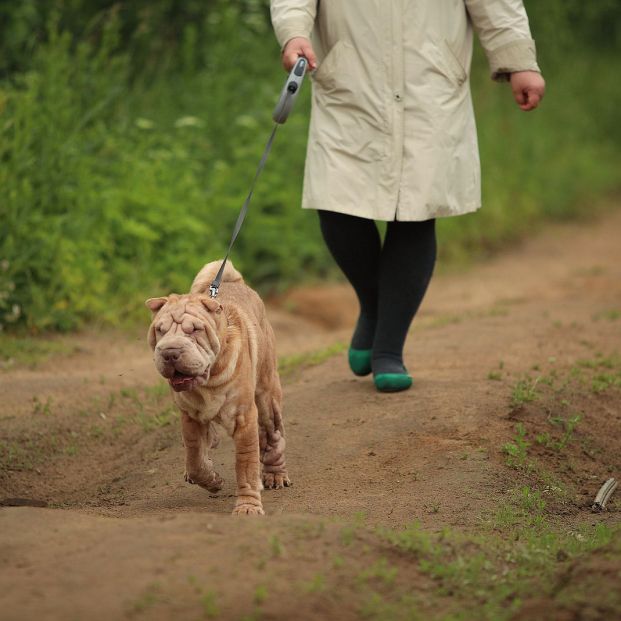 ¿Qué son los perros braquicéfalos? ¿Qué son los perros braquicéfalos?