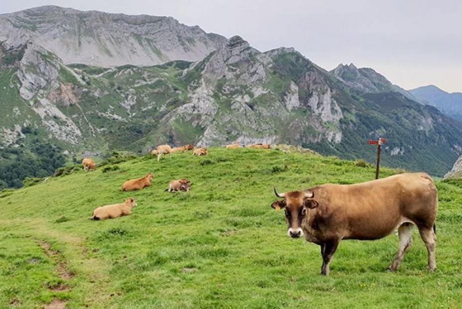 10 rutas de senderismo para hacer antes de que acabe la primavera. Fuente, Turismo Asturias. 10 rutas de senderismo para hacer antes de que acabe la primavera. Fuente, Turismo Asturias.