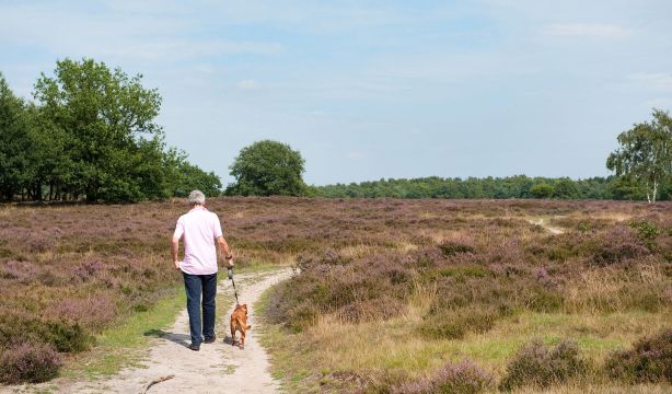 Vivir en zonas verdes mejora la salud cardiovascular de las personas mayores