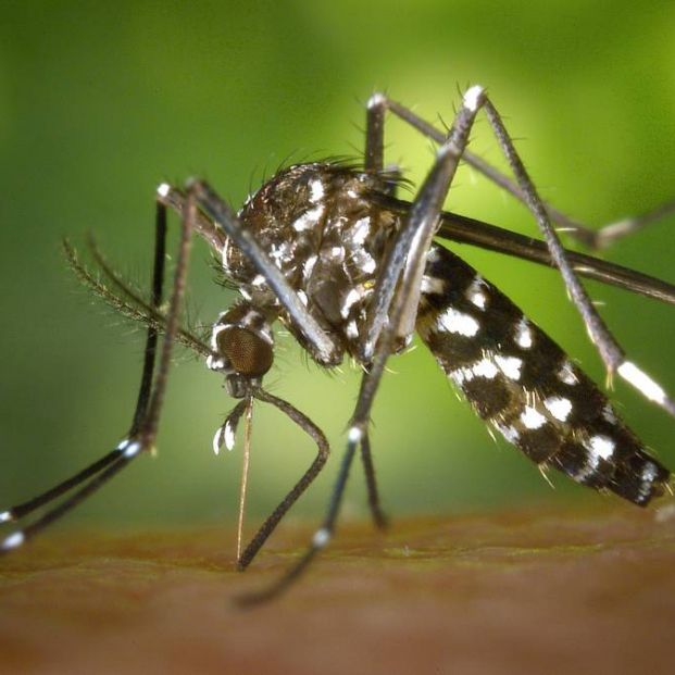 ¿Qué pasa si me pica un mosquito tigre? ¿Qué pasa si me pica un mosquito tigre?