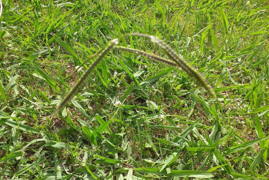 La Comunidad de Madrid usa IA para prever los niveles de polen con cinco días de antelación (Europa Press) La Comunidad de Madrid usa IA para prever los niveles de polen con cinco días de antelación (Europa Press)