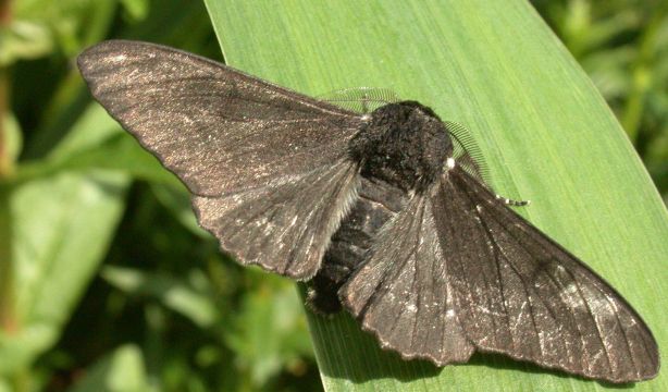 Vuelven las polillas gigantes a Madrid: lo que hay que hacer para que no entren en casa