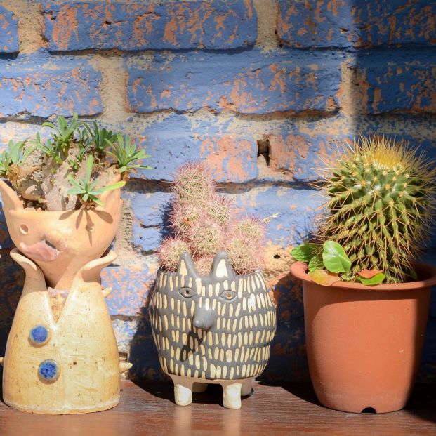 Beneficios de tener un cactus en casa Beneficios de tener un cactus en casa