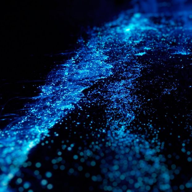 Playas de México que brillan en la oscuridad