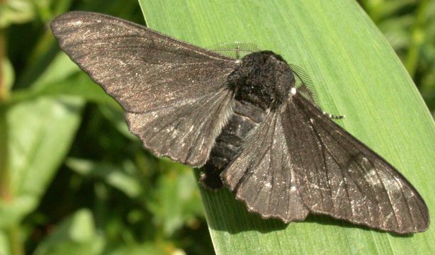 Con este aceite de Mercadona podrás hacer frente a las polillas (Bigstock)