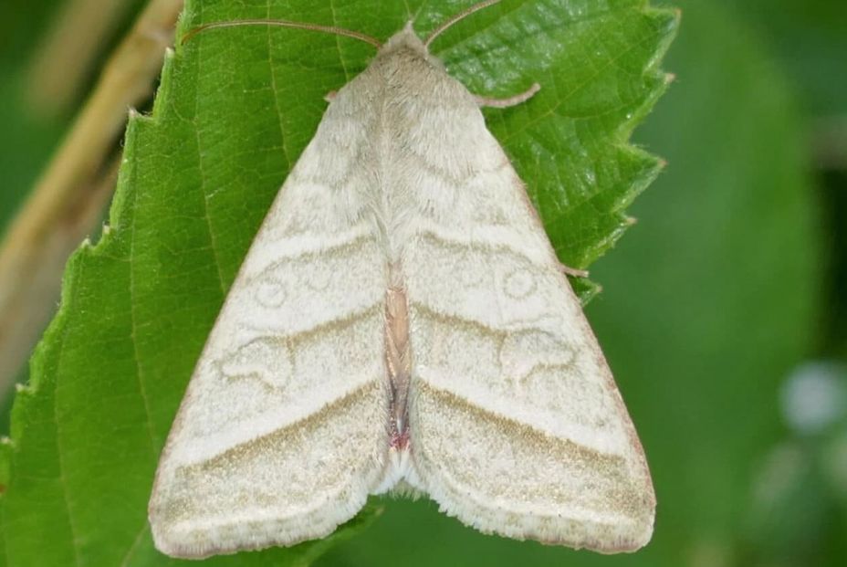 Con este aceite de Mercadona podrás hacer frente a las polillas (Europa Press)