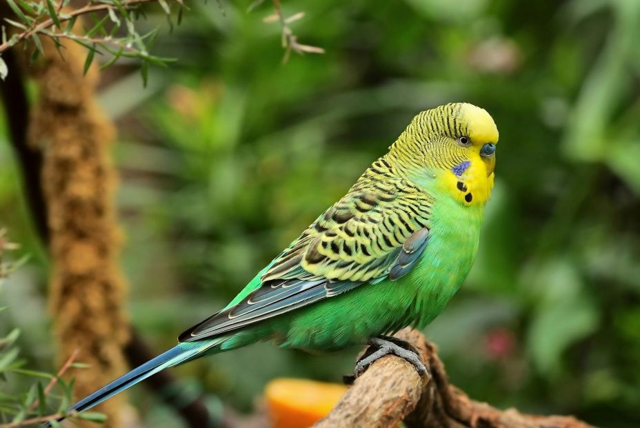 Las mejores mascotas para personas mayores (Bigstock)