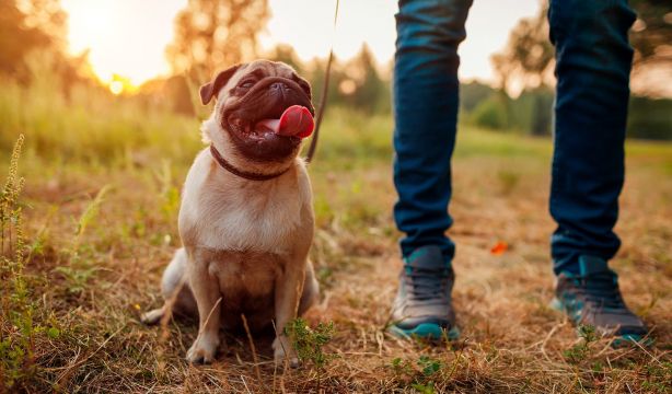 ¿Por qué asegurar a tu mascota?